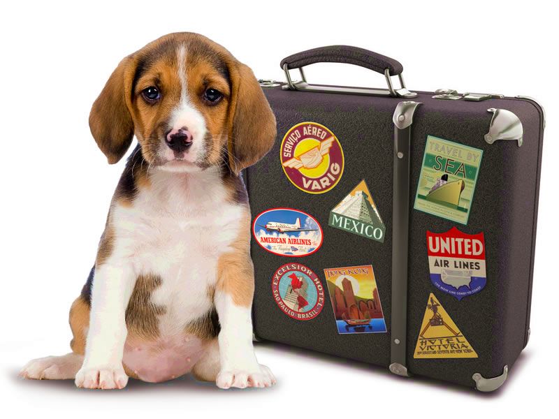 Pet Travel Us To Eu at Patricia Hill blog